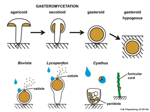 Le processus de « gastéromycétation » d'une forme agaricoïde épigée à une forme gastéroïde hypogée serait une adaptation aux climats arides (résistance à la dessiccation) et, en offrant une grande diversité d'odeurs, à la dispersion par les animaux mycophages[34].
