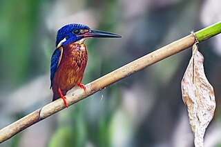 <span class="mw-page-title-main">Blue-eared kingfisher</span> Species of bird