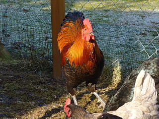 German Langshan Breed of chicken