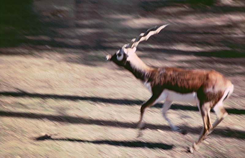 File:2002-04-28 5327 Gänserndorf Hirschziegenantilope.jpg