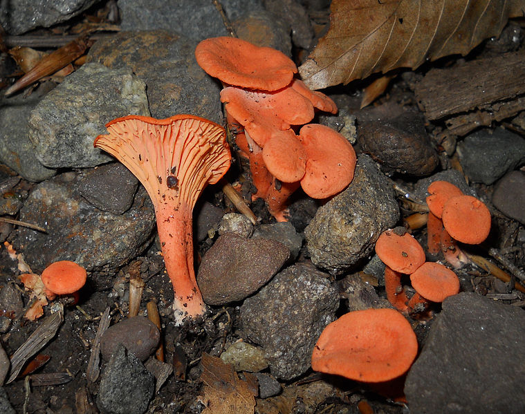 File:2011-07-12 Cantharellus cinnabarinus 71498 cropped.jpg