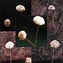 Thumbnail for Marasmius bulliardii