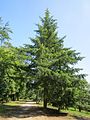 Picea abies (Gemeine Fichte)