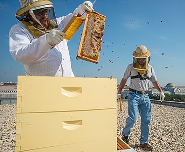Beekeepers removing a frame