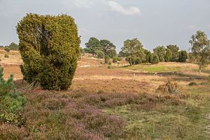 47. Platz: Derzno mit Lüneburger Heide, Undeloh, Naturschutzgebiet, FFH-Gebiet Lüneburger Heide, Vogelschutzgebiet Lüneburger Heide, Naturpark