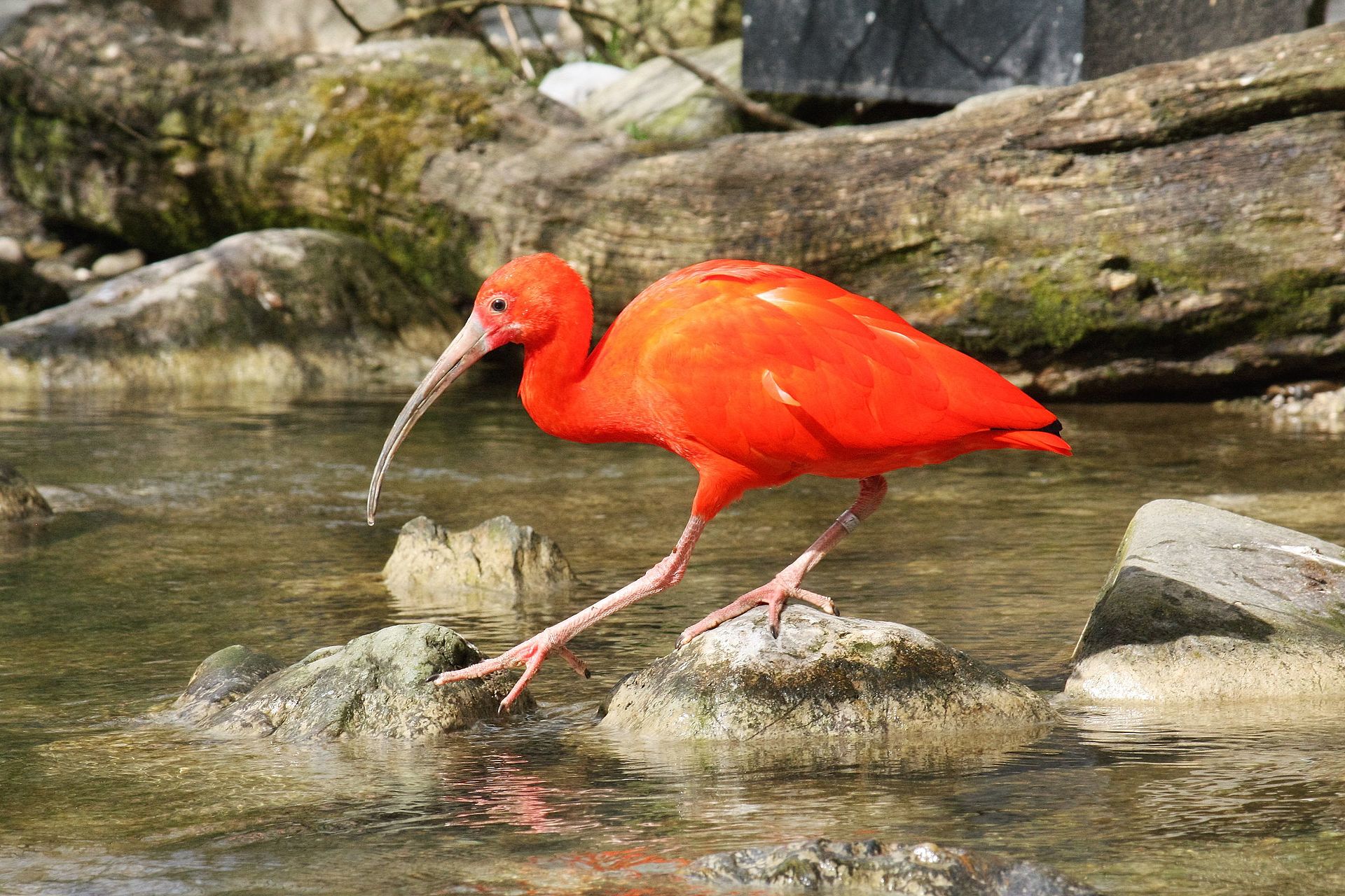 Scarlet ibis - Wikipedia