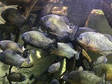 Piranha nell'acquario di uno zoo