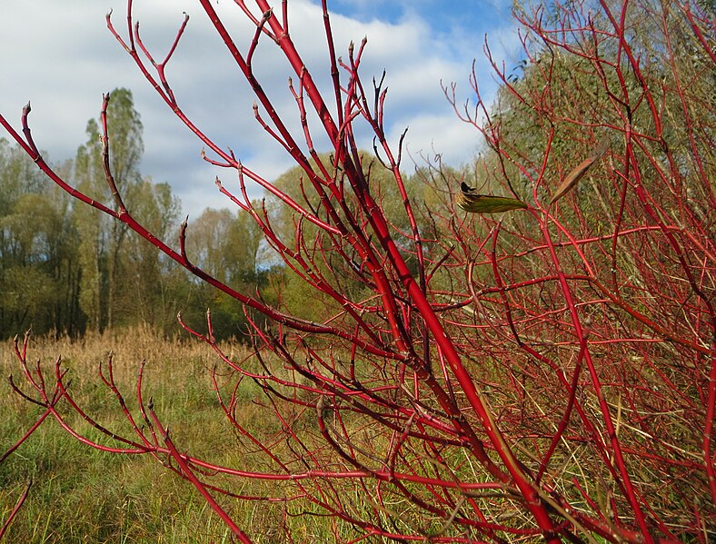 File:20171031Cornus sericea3.jpg