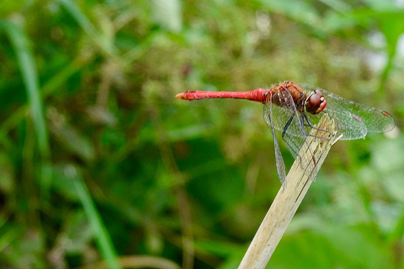 File:20200820 bloedrode heidelibel3.jpg