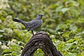 * Nomination Gray Catbird, Pleasant Valley Wildlife Sanctuary, Lenox Massachusetts --Pdanese 22:14, 30 September 2023 (UTC) * Promotion  Support Good quality. Needs a crop --Charlesjsharp 08:40, 1 October 2023 (UTC)