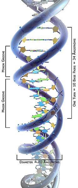 File:3DScience DNA structure labeled Angstroms.jpg