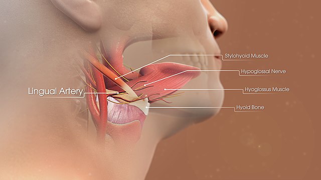 3D Medical Animation still shot of structure of Lingual Artery