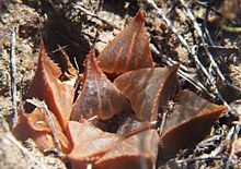 Haworthia mirabilis specimen at the type locality, showing this species' distinctive bristles along the leaf margins, sharply pointed leaf tips and lined upper leaf face. 4 Haworthia mirabilis var mirabilis - Type variety Mierkrl a.jpg