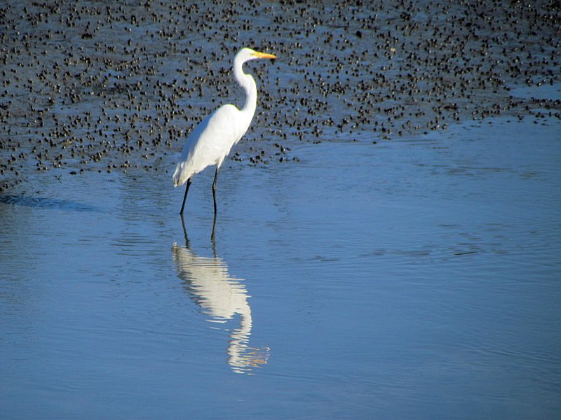 File:56 Egrets Beaufort SC 6816 (12368215743).jpg