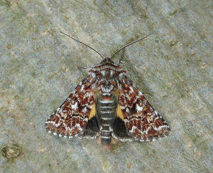 File:73.257 BF2142 Beautiful Yellow Underwing, Anarta myrtilli (3123544600).jpg