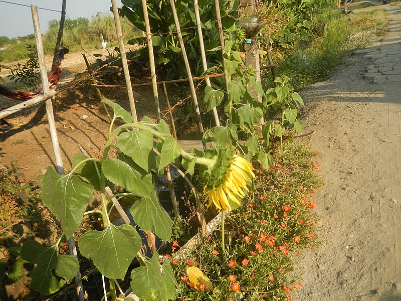 File:9944Bangkal Sunflowers in Bulacan 11.jpg