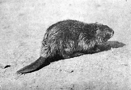 A History of Land Mammals in the Western Hemisphere Fig. 66.jpg