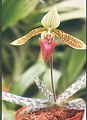 A and B Larsen orchids - Paphiopedilum sukhakulii 487-17.jpg