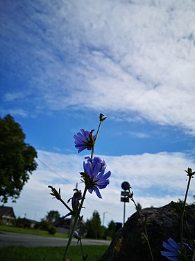 A blue flower and blue sky