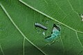 A caterpillar of Tirumala limniace (Cramer, 1775) – Blue Tiger found in the backside of the Wattakaka volubilis leaf WLB DSC 0257.jpg
