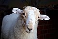 A curious Welsh Mountain sheep (Ovis aries).jpg