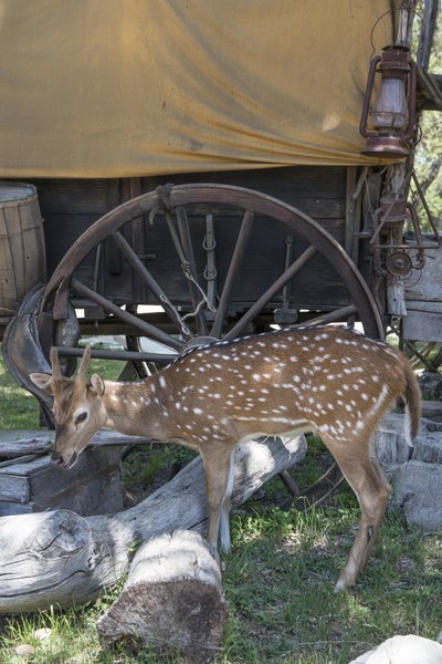 File:A friendly fawn at the Enchanted Springs Ranch and Old West theme park, special-events venue, and frequent movie and television commercial set in Boerne, Texas, northwest of San Antonio LCCN2014632856.tif