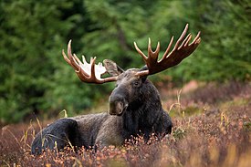 A male moose takes a rest in a field during a light rainshower.jpg