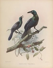 Une monographie des Paradiseidae ou oiseaux de paradis (planche VI) BHL44792743.jpg