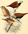 1,2 Munia ferruginosa 雄, 若年期; 3 Munia maja 雄; 4 Munia pallida 雄