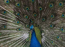 A peacock from the Surabaya Zoo collection