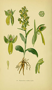 Tafel 36 Platanthera viridis Dactylorhiza viridis