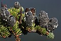 Männilised: avanemata mäginulu (Abies lasiocarpa) emaskäbid