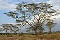 Acacia xanthophloea 1.jpg