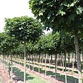 Acer platanoides 'Globosa'