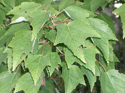 Acer pycnanthum1