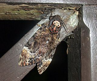 <i>Acherontia lachesis</i> Species of moth