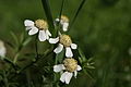 Achillea ptarmica