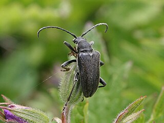 <i>Acmaeops septentrionis</i> Species of beetle