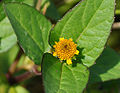 Flower head. Bogor.