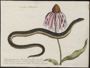 Acontias meleagris - 1700-1880 - Print - Iconographia Zoologica - Special Collections University of Amsterdam - UBA01 IZ12600063.tif