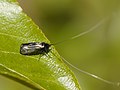 Adela reaumurella (Linnaeus, 1758)