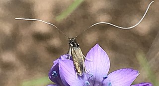 <i>Adela singulella</i> Species of moth