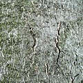Aesculus carnea bark.jpg