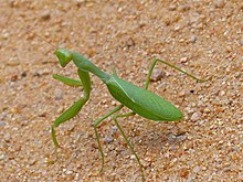 Afrika Yeşil Mantis (Sphodromantis gastrica) (14051620003) .jpg