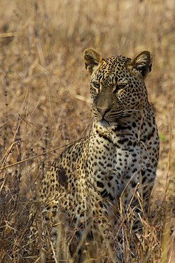 African Leopard in Zambia Photograph: User:Snowmanstudios