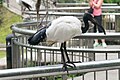 African Sacred Ibis profile (25375245830).jpg