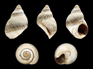 <i>Afrolittorina knysnaensis</i> Species of gastropod