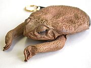 Photo d'un crapaud séché transformé en porte-monnaie