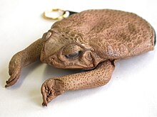 A purse made from a cane toad Aga-Krote (Geldborse).jpg