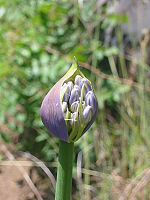 Inflorescencia protegida por espata